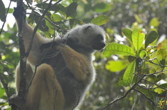 Propithecus diadema