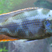 Nimbochromis livingstonii - Photo (c) Wen2li3, algunos derechos reservados (CC BY-SA)