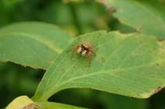 Carrhotus sannio