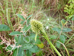 Rhynchospora cephalotes