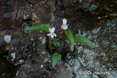 milky-white violet (Viola lactiflora)