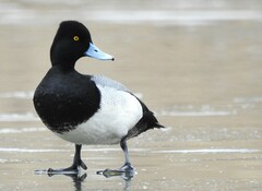 Lesser Scaup photo 6