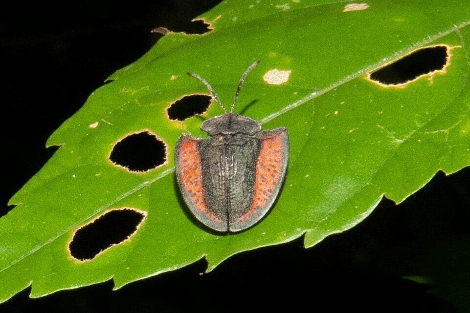 Dorynota electa