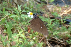 Euploea core amymone