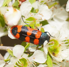 Castiarina crenata