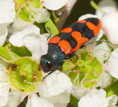 Castiarina crenata
