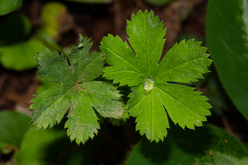 Alchemilla kiwuensis