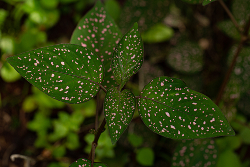 Hypoestes phyllostachya image