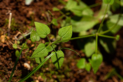 Rubia cordifolia subsp. conotricha image