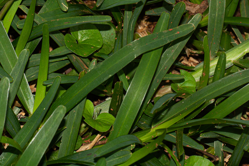 Dichondra image