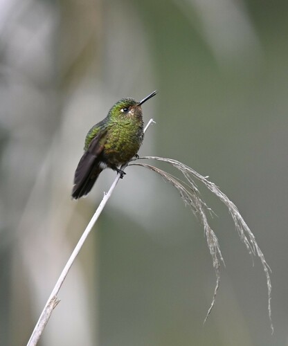 Viridian Metaltail (Metallura williami), photo 7