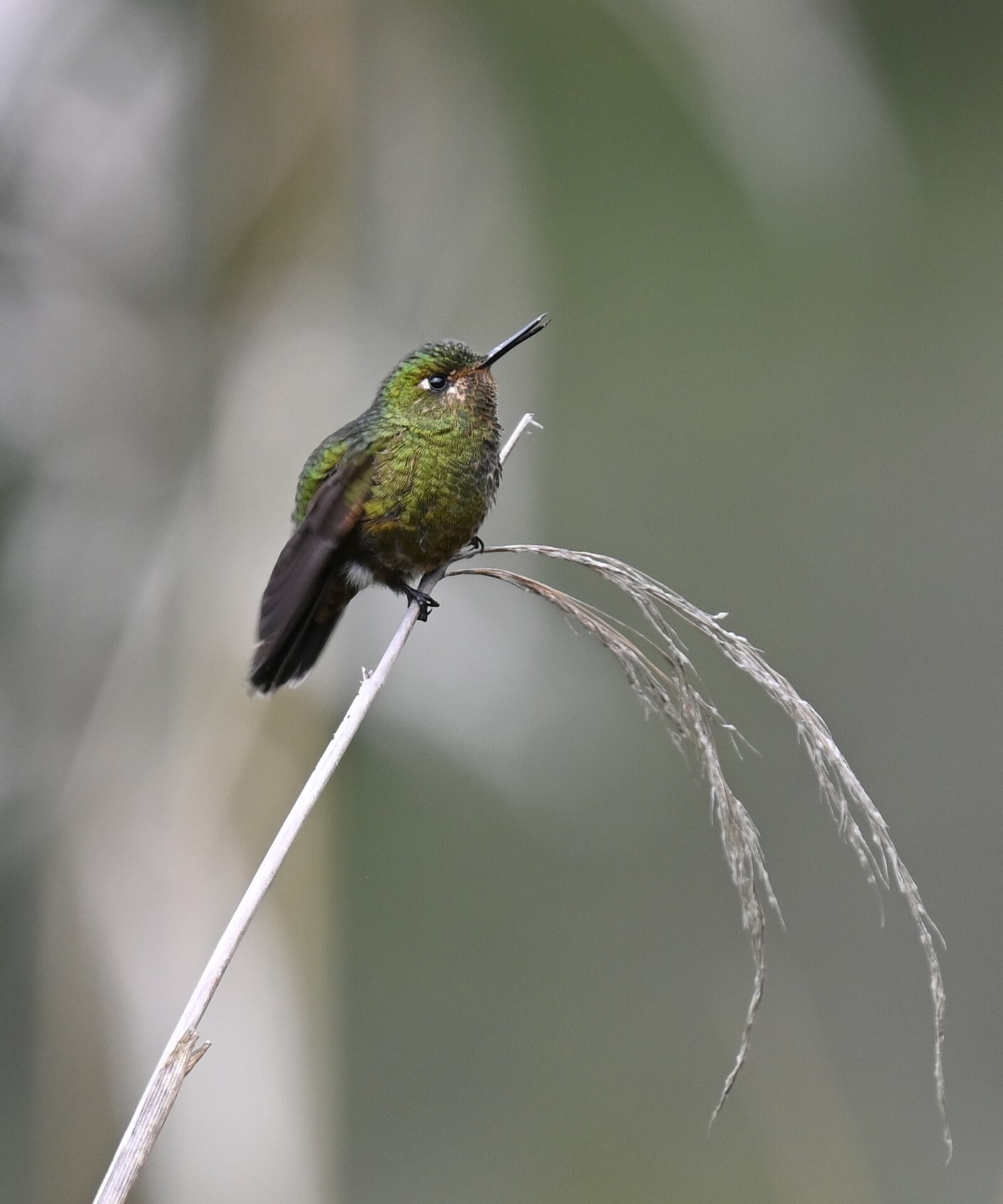 Viridian Metaltail (Metallura williami), photo 8