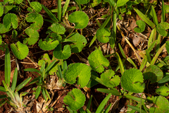 Centella asiatica image