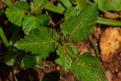 Malvastrum coromandelianum image