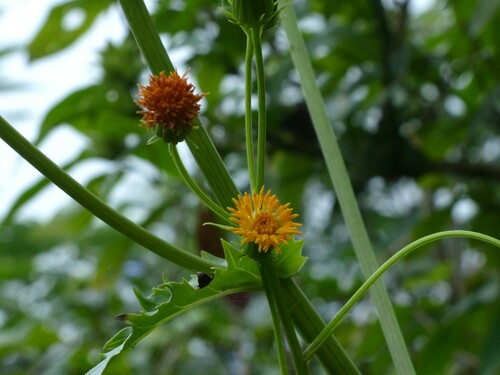 Gynura amplexicaulis