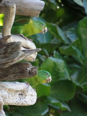 Brotogeris jugularis