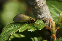 Hydropsyche pellucidula