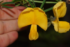 Gompholobium latifolium