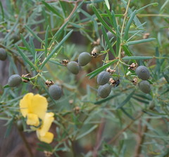 Gompholobium latifolium