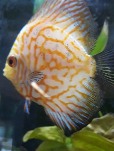 Cá đĩa vân cam trắng cận cảnh trong bể