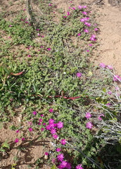 Drosanthemum intermedium