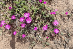 Drosanthemum intermedium