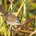 Moustached Warbler - Photo (c) sahdevsinh87, some rights reserved (CC BY-NC)