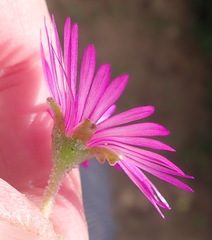 Drosanthemum intermedium