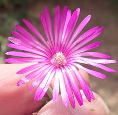 Drosanthemum intermedium