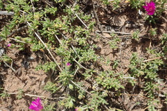 Drosanthemum intermedium