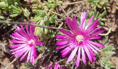 Drosanthemum intermedium