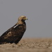 Imperial Eagle - Photo (c) sahdevsinh87, some rights reserved (CC BY-NC)