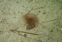 Myxicola