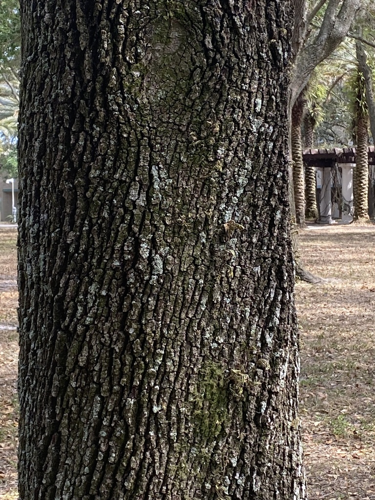 Fungi Including Lichens from Tampa, FL, USA on March 06, 2023 at 11:41 ...