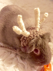 Cavia porcellus