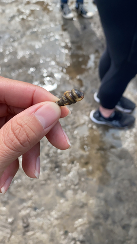 Cerithidea pliculosa, 2023-03-06