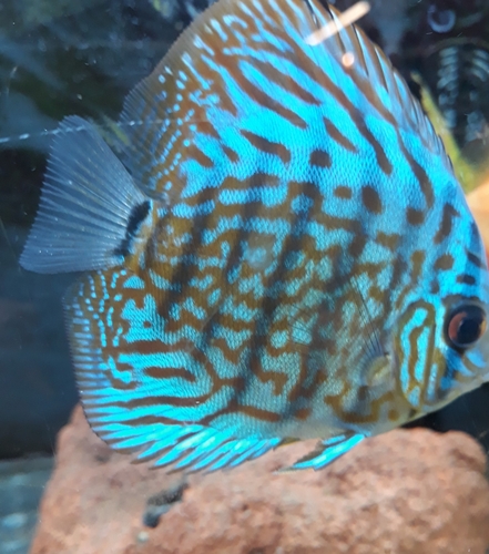 Cá đĩa turquoise xanh lam vân đậm, cận cảnh trong bể