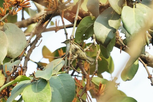 Green Hylia (Hylia prasina), photo 10