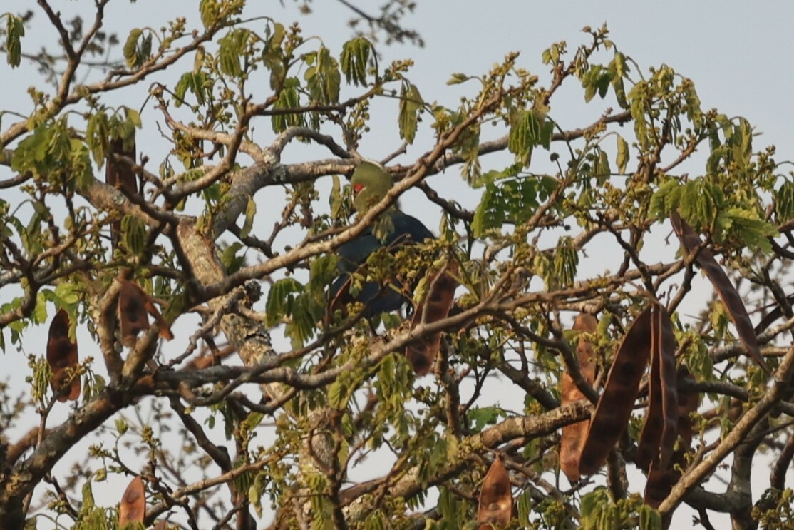 Black-billed Turaco (Tauraco schuettii), photo 9
