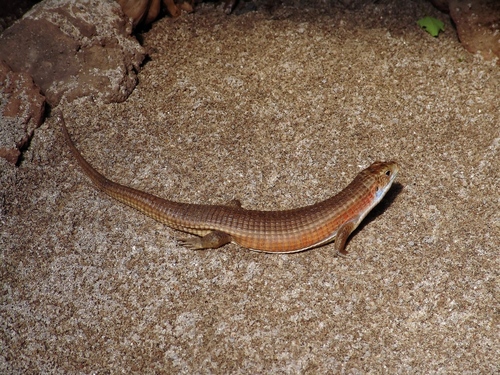 Rough-scaled Plated Lizard