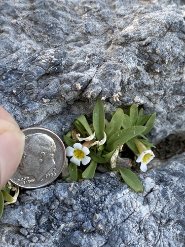 Death Valley monkeyflower (Diplacus rupicola)