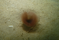 Myxicola