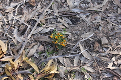 Pultenaea largiflorens
