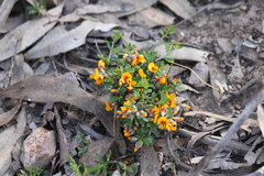 Pultenaea largiflorens