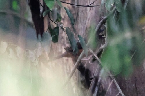 White-tailed Ant Thrush (Neocossyphus poensis), photo 4