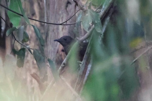 White-tailed Ant Thrush (Neocossyphus poensis), photo 4