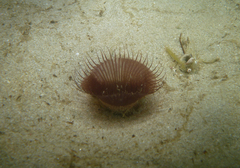 Myxicola