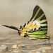 Five Bar Swordtail - Photo (c) Adolph Khor, some rights reserved (CC BY-NC), uploaded by Adolph Khor