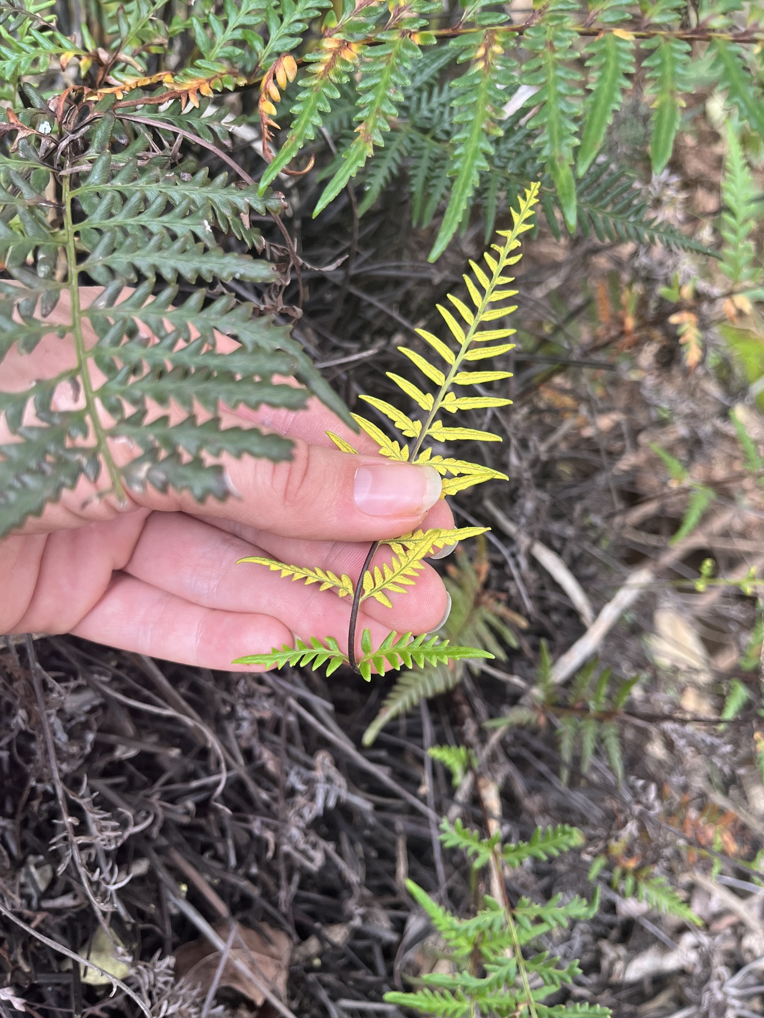 Pityrogramma sulphurea