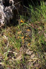Pultenaea largiflorens